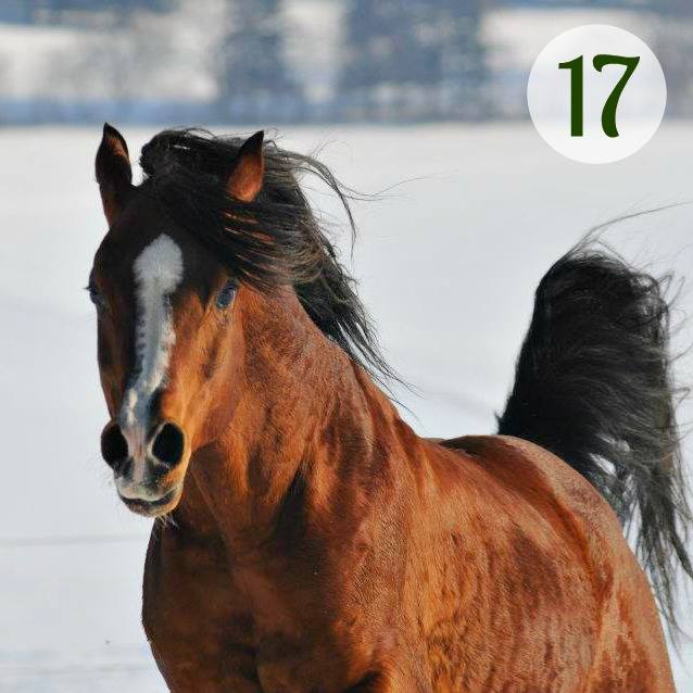 Loesdau befüllt das 17. Türchen am PferdeStärken Adventskalender!