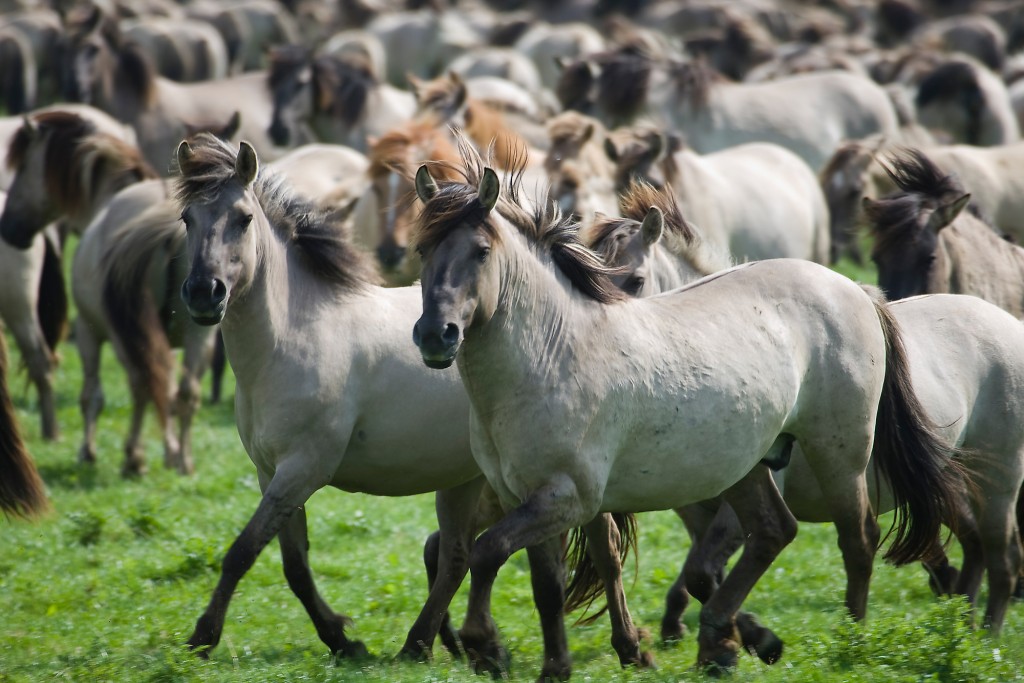 Die wild lebende Herde Konikpferde umfasst rund 1000 Pferde.