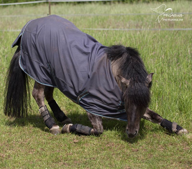 Selbst bei Sonnenschein und viel Bewegung schwitzt das Pony nicht unter der Regendecke.