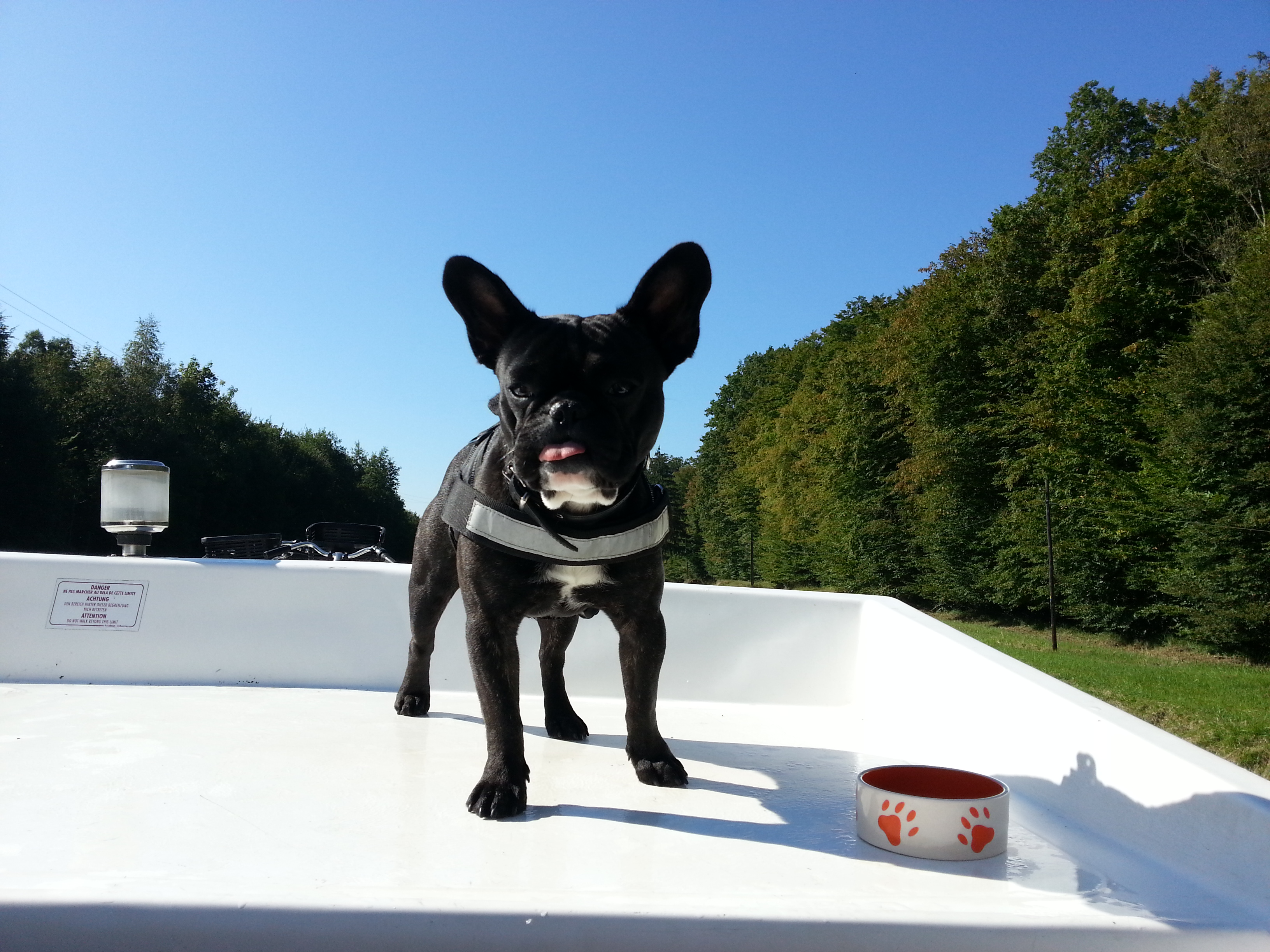 Französische Bulldogge an Deck eines Hausboots