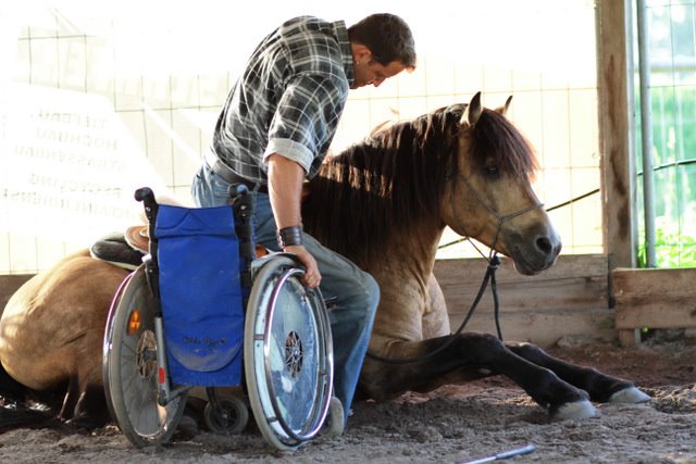 Vom Rollstuhl auf das Pferd: Das Pferd legt sich, damit Timo Ameruoso aufsteigen kann. 