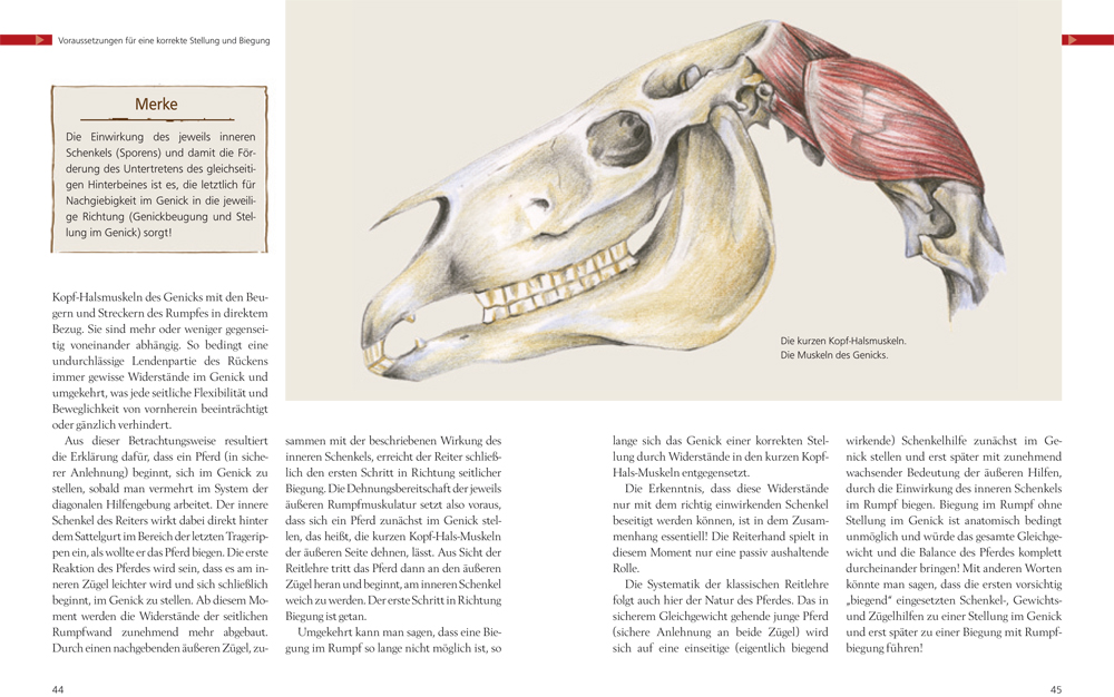 Anatomie-des-Pferdes