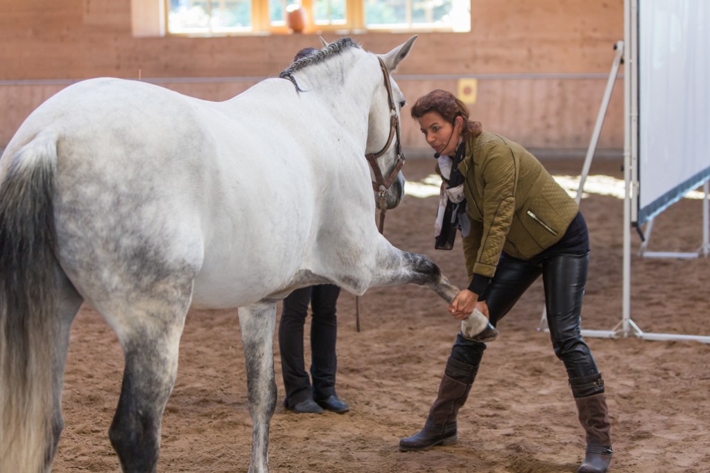 Rückenprobleme des Pferdes erkennen und richtig behandeln zeigt Dr. Reitz auf einem Seminar bei Anja Beran. 