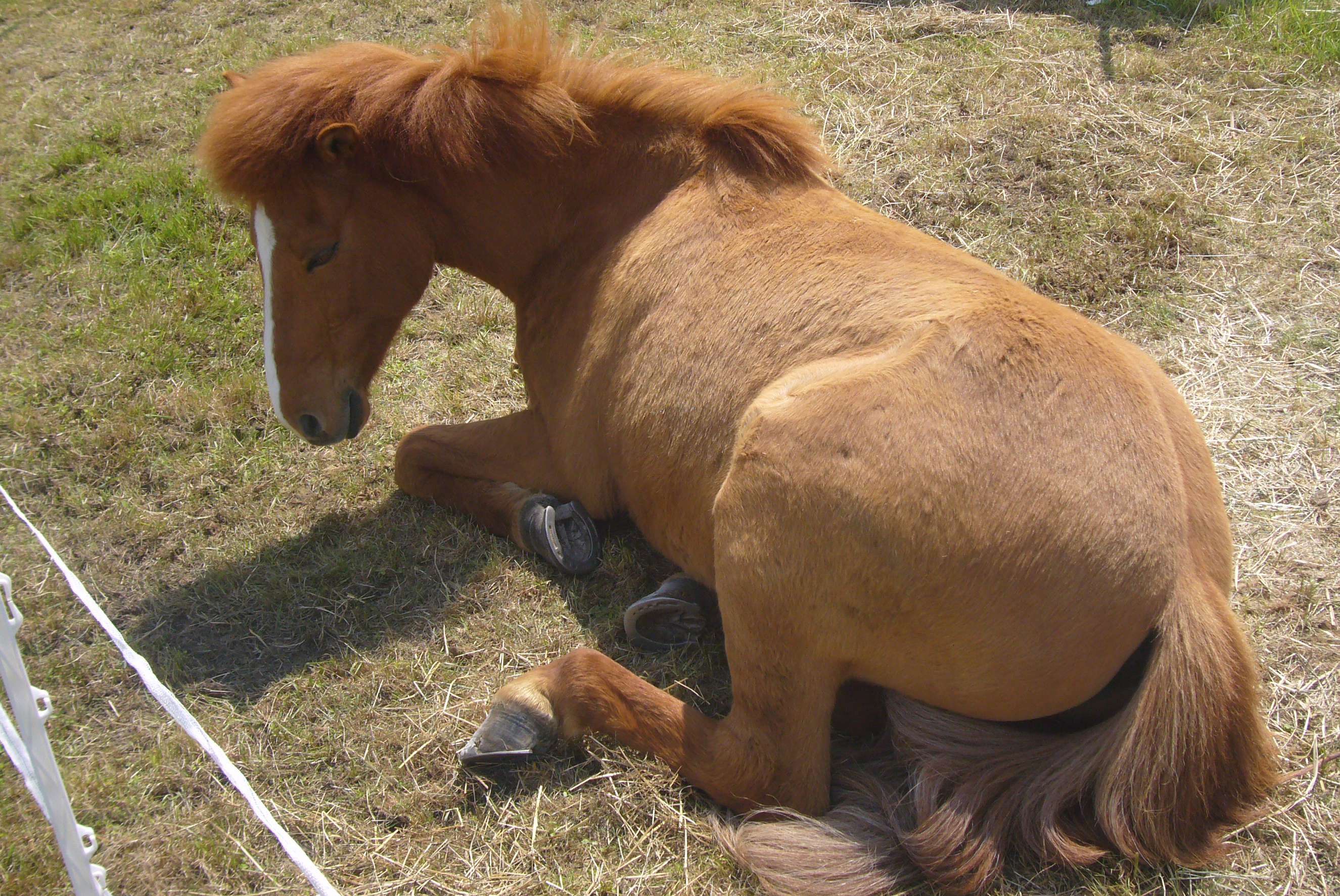 Mein Pferd Glaumur entspannt auf dem Turnier.