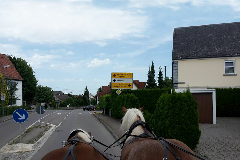 Pferde im Straßenverkehr vor der Kutsche