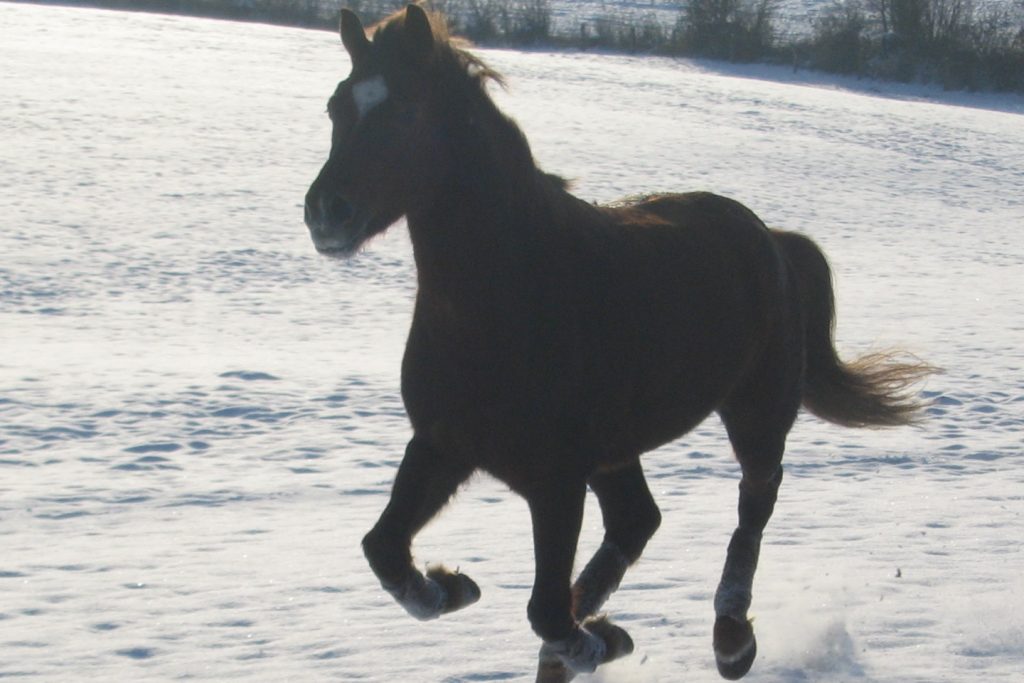 Pferd galoppiert über Schnee