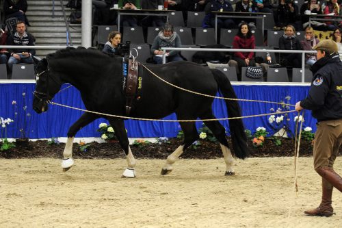 Einfach Richtig Reiten Der Reitsport Blog