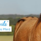 Gesunde Pferdezähne mit horse smile