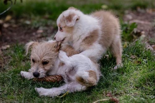 Loesdau Challenge Was kann euer Hund Besonderes? Der Reitsport Blog