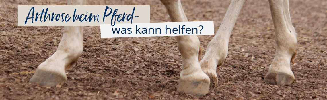 Arthrose beim Pferd – was kann helfen?