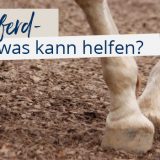 Arthrose beim Pferd – was kann helfen?