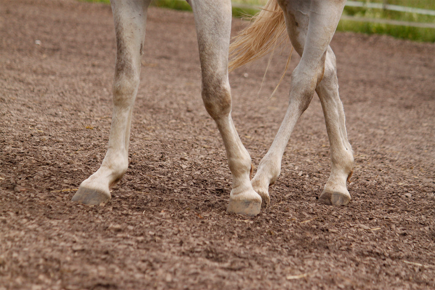Schmerzmittel Für Pferde Bei Arthrose Quotes Type