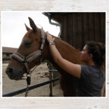Pferdemassage: Wie sie hilft und was sie löst
