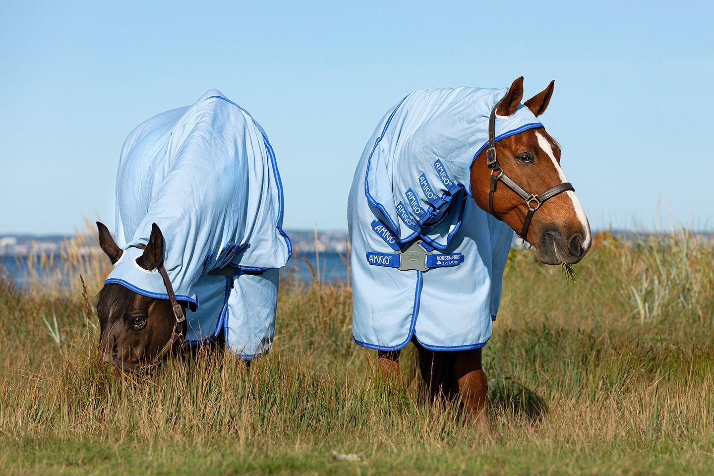 UV-Schutz für Pferde - Der Reitsport Blog