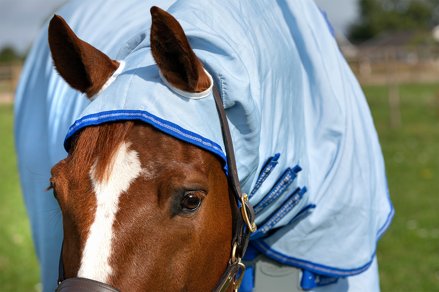 Sonnenbrand bei Pferden: Den richtigen Schutz kaufen!