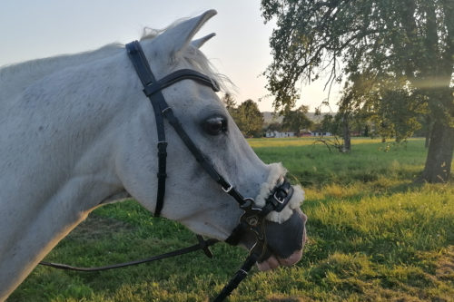 mechanisches Hackamore