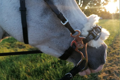 gepolstertes Hackamore