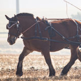 Fahren: Training für alte Pferde