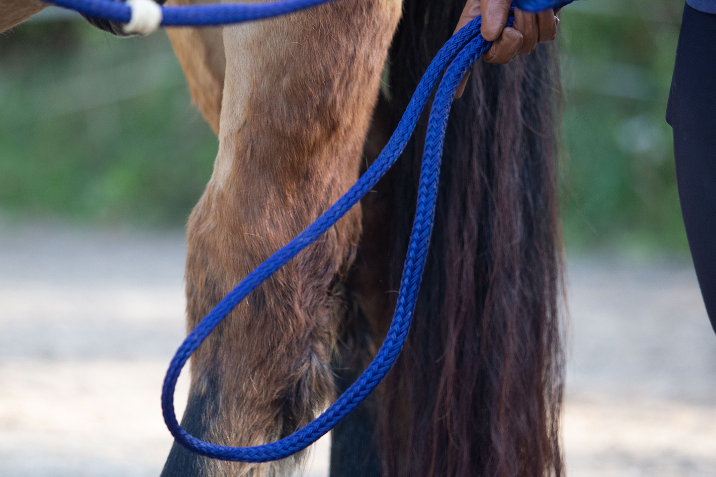Pferdebein mit Seil