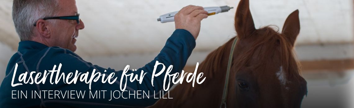 Lasertherapie für Pferde
