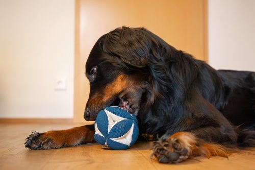 Bild von einem Hund, der mit einem Stoffball spielt.