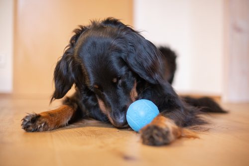 Ein Hund, der mit einem Gummiball spielt, aus dessen Öffnung Leckerli fallen
