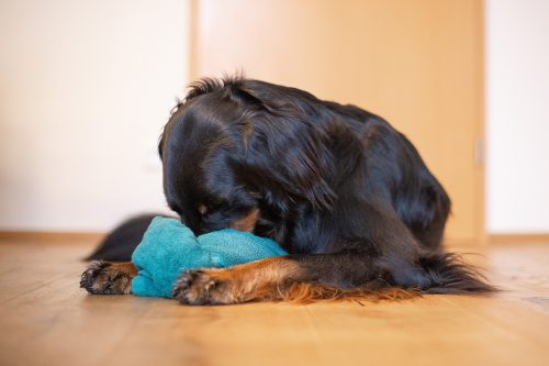 Ein Hund, der ein zusammengeknotetes Handtuch untersucht.