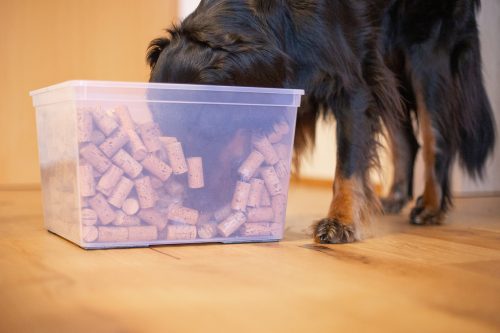 Bild von einem Hund, der mit dem Kopf in einer Kiste mit Korken steckt