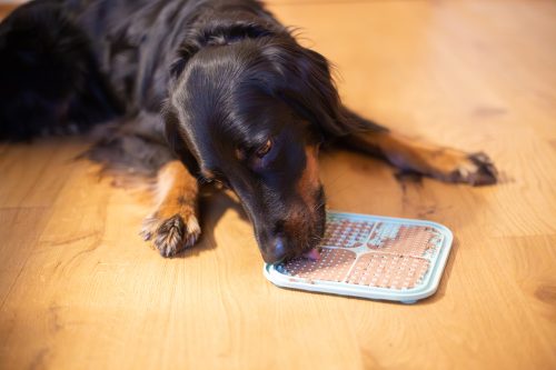 Bild von einem Hund, der an einer Schleckmatte leckt, die mit Leberwurst bestrichen ist
