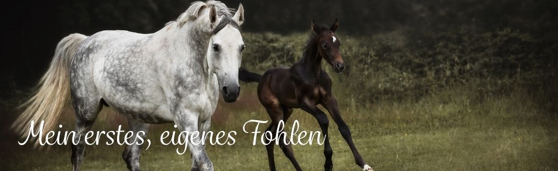Mein erstes, eigenes Fohlen