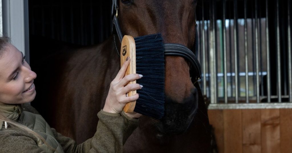 Überprüfe den Fellwechsel deines Pferdes - Frühjahrs-Check fürs Pferd