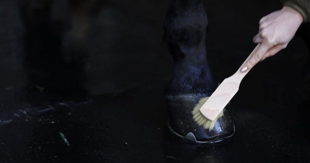 Frühjahrs-Check fürs Pferd - Hufe prüfen