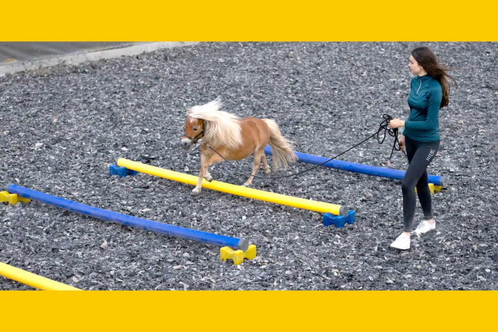 Cavaletti-Arbeit fördert Koordination und Kraft. Achtung: Achtet auf passende Abstände für Euer Pferd!