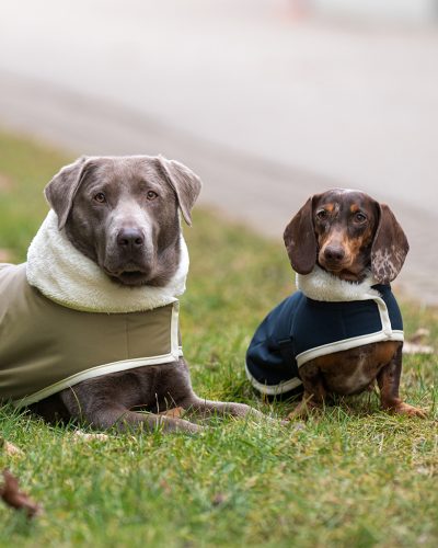 Zwei Hunde tragen Mäntel mit Pelzkragen und liegen auf einer Wiese mit verwelkten Bälttern.