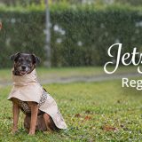 Jetzt wird’s nass: Regenmäntel für Hunde